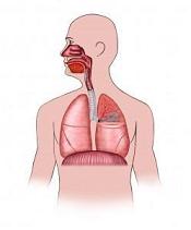 our respiratory system